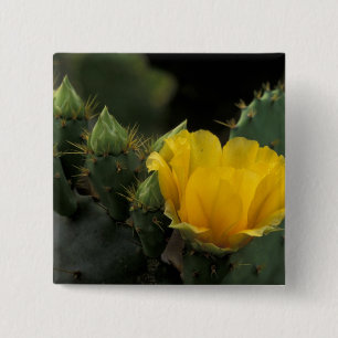 Chapa Cuadrada EE. UU., Texas, Cactus de pera espinosa en flor.