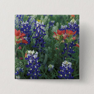 Chapa Cuadrada EE. UU., Texas Hill Country. Bluebonnets y