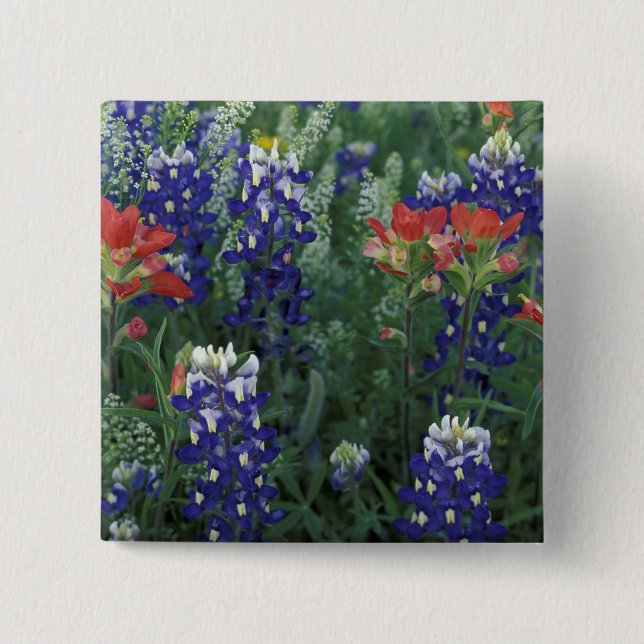 Chapa Cuadrada EE. UU., Texas Hill Country. Bluebonnets y (Anverso)