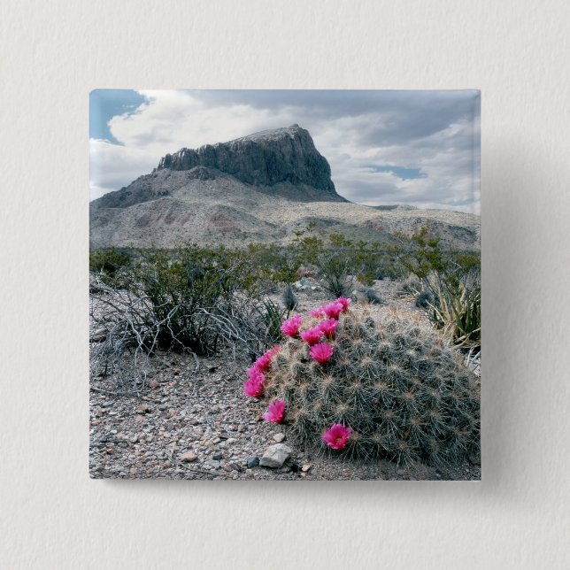 Chapa Cuadrada EE.UU., Texas, Parque Nacional Big Bend.Florecer (Anverso)
