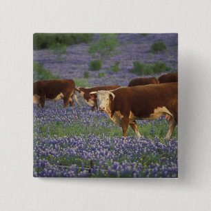 Chapa Cuadrada EE. UU., Texas, Texas Hill Country, Hereford
