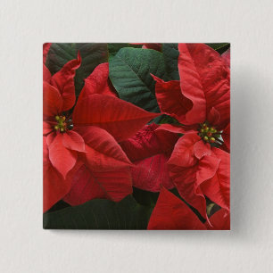 Chapa Cuadrada EE. UU., WA, Detalle de poinsettia roja (Euphorbia