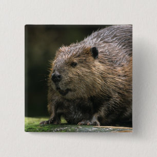 Chapa Cuadrada EE.UU., Washington, Northwest Trek. Beaver