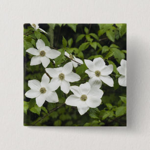 Chapa Cuadrada EE.UU., Washington, Pacific Dogwood, Cornus