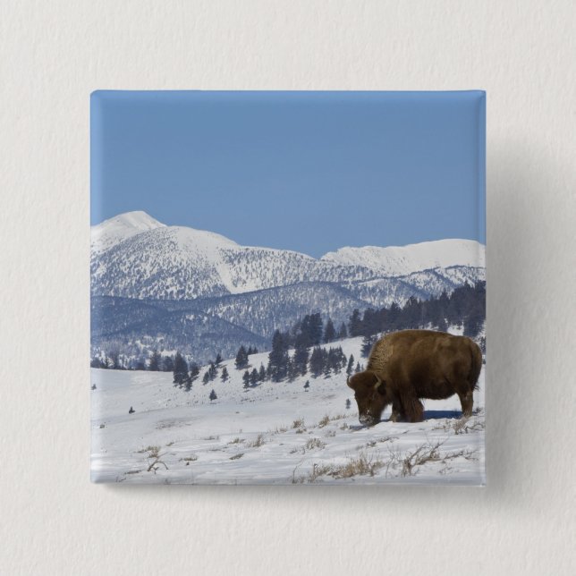 Chapa Cuadrada EE. UU., WY, Parque Nacional Yellowstone, Bisonte  (Anverso)