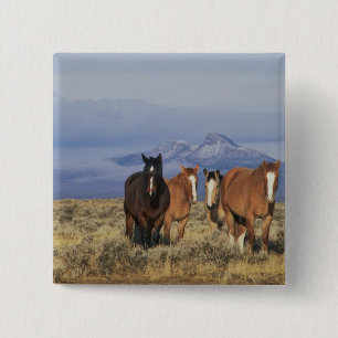 Chapa Cuadrada EE. UU., Wyoming, cerca del grupo de caballos de C