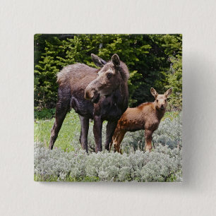 Chapa Cuadrada EE. UU., Wyoming, montañas Bighorn, alce Alces