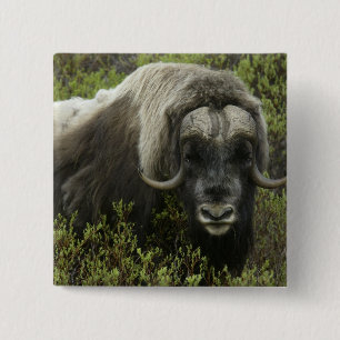 Chapa Cuadrada EEUU, Alaska, Nome. Cierre del buey almizclero