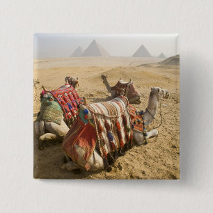 Chapa Cuadrada Egipto, El Cairo. Camellos descansando