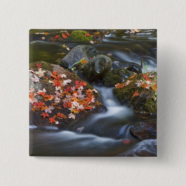 Chapa Cuadrada El arce rojo deja alfombras en las rocas (Anverso)