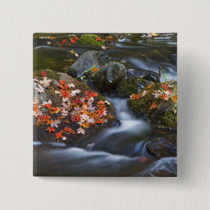 Chapa Cuadrada El arce rojo deja alfombras en las rocas