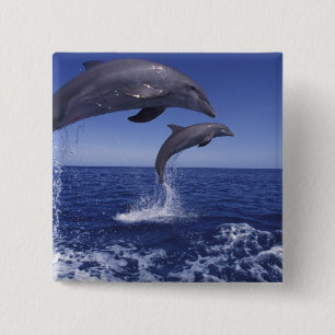 Chapa Cuadrada El Caribe, delfines botellas