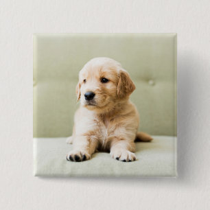 Chapa Cuadrada El colchón de la colección Golden Retriever