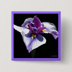 Chapa Cuadrada El iris púrpura más azul
