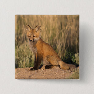 Chapa Cuadrada El joven zorro rojo en la hora de oro