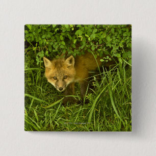 Chapa Cuadrada El joven zorro rojo saliendo de la clandestinidad