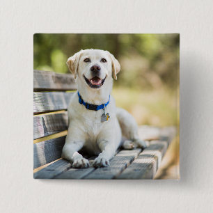 Chapa Cuadrada El Labrador Amarillo Está En El Banco