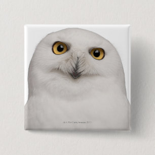 Chapa Cuadrada El lechuza macho (Bubo scandiacus) es un búho gran