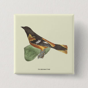 Chapa Cuadrada El Oriole de Oro o Baltimore (Icterus galbula)