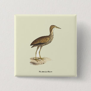 Chapa Cuadrada El pájaro Bittern estadounidense (Botaurus lentigi