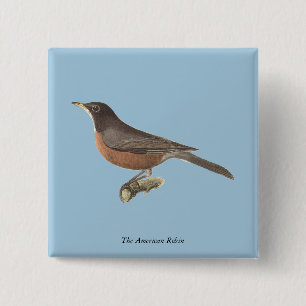 Chapa Cuadrada El Robin Americano (Turdus migratorius) Aves de Nu