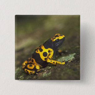 Chapa Cuadrada El veneno de la banda amarilla Dart Frog Dendrobat