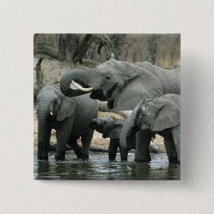 Chapa Cuadrada Elefante africano, (Loxodonta africana), bebiendo