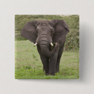 Chapa Cuadrada Elefante de Tanzania en África en el cráter de Ngo