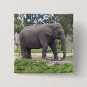 Chapa Cuadrada Elefante en un suave camino del bosque