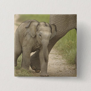 Chapa Cuadrada Elefante indio / asiático y cría, Corbett 2