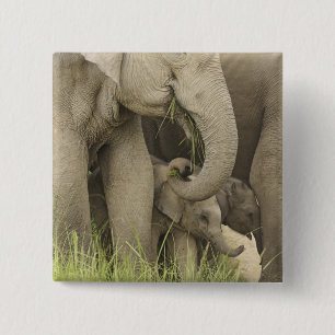 Chapa Cuadrada Elefante indio / asiático y cría, Corbett 3