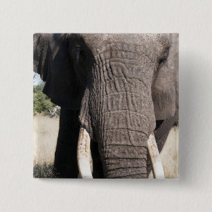 Chapa Cuadrada Elefante (Loxodonta africana), Abu Camp 3