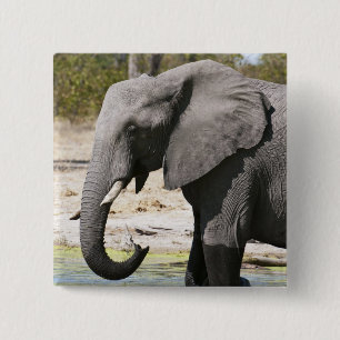 Chapa Cuadrada Elefante (Loxodonta africana), Canal Savute
