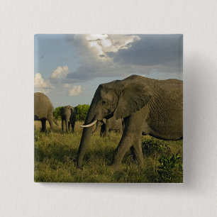 Chapa Cuadrada Elefantes africanos pastando, Loxodonta africana,