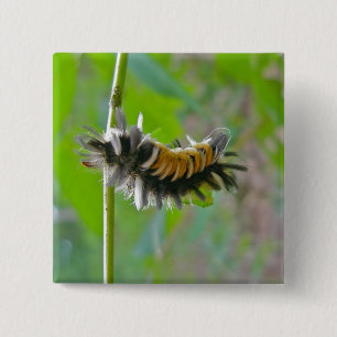 Chapa Cuadrada Elementos de oruga de polilla de moscas de leche