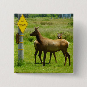 Chapa Cuadrada Elk Crossing California Wildlife Photography