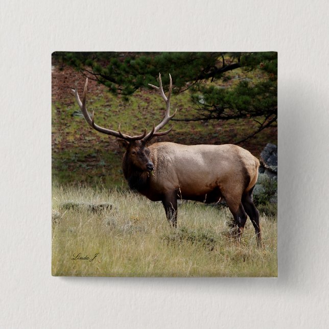 Chapa Cuadrada Elk in the Wild (Anverso)