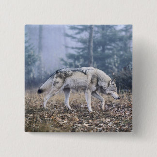 Chapa Cuadrada En el lobo de madera del vagabundeo