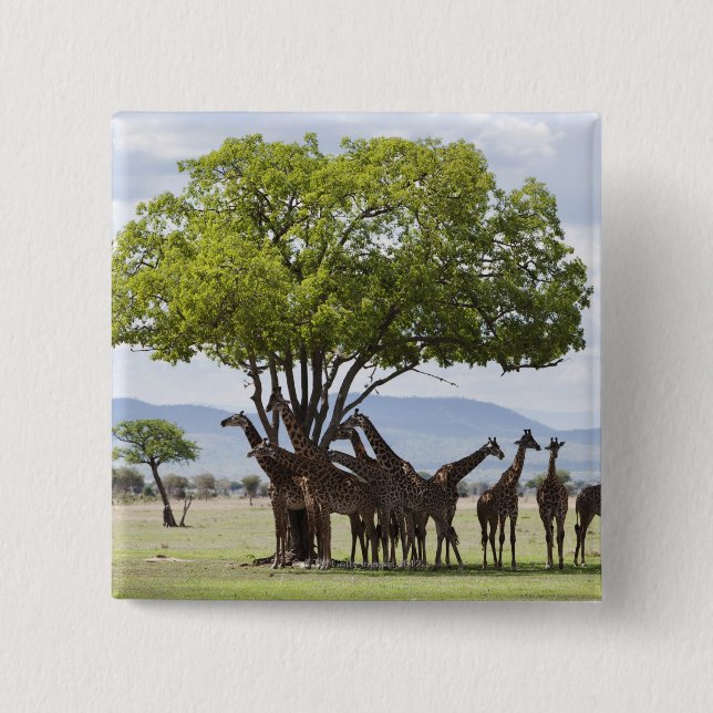 Chapa Cuadrada En safari en el Parque Nacional Mikumi en Tanzania (Anverso)