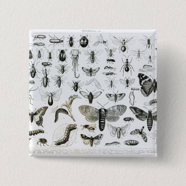 Chapa Cuadrada Entomología (Anverso)