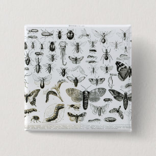 Chapa Cuadrada Entomología