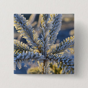 Chapa Cuadrada Escarcha en árbol verde, Homero, Alaska