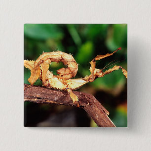 Chapa Cuadrada Espectador de Macleay (insecto Spiney Stick),