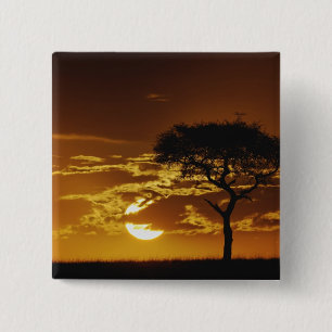 Chapa Cuadrada Espina de los paraguas Acacia, Acacia tortilis,