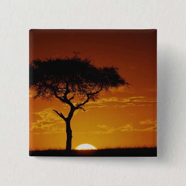 Chapa Cuadrada Espina de los paraguas Acacia, Acacia tortilis, (Anverso)