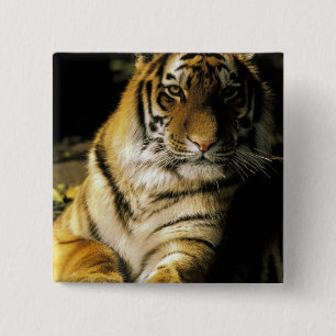 Chapa Cuadrada Estados Unidos, Michigan, Detroit. Zoológico de De