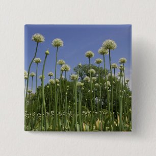 Chapa Cuadrada Estados Unidos, Nueva Inglaterra, Massachusetts, B