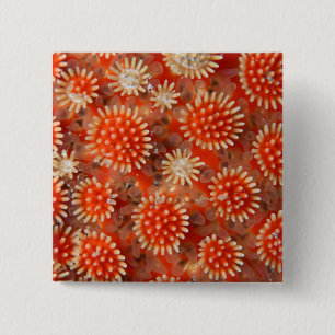 Chapa Cuadrada Estrella de mar macra