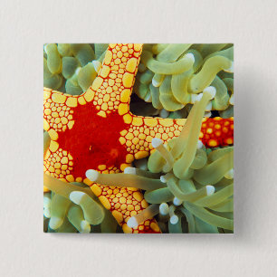Chapa Cuadrada Estrella de mar roja y amarilla