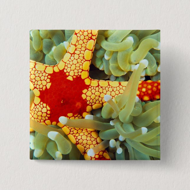 Chapa Cuadrada Estrella de mar roja y amarilla (Anverso)